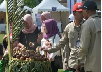 Produksi Ribuan Hektar Lahan Perkebunan Manggis Purwakarta Disertifikasi