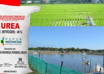 Aep Syaepuloh Realisasikan Janji Kampanye,Petani Tambak Pesisir Karawang Dapat Jatah Urea Khusus Diluar Kuota Pupuk Subsidi Pertanian